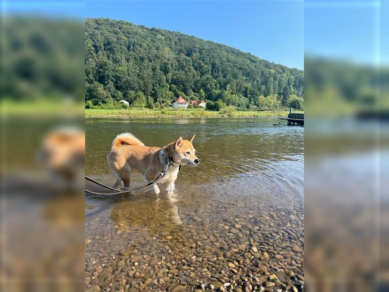 Kokette 3/4 Shiba Inu 1/4 Beagle Hündin Aiko (1,8 Jahre alt)