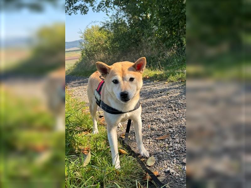 Kokette 3/4 Shiba Inu 1/4 Beagle Hündin Aiko (1,8 Jahre alt)