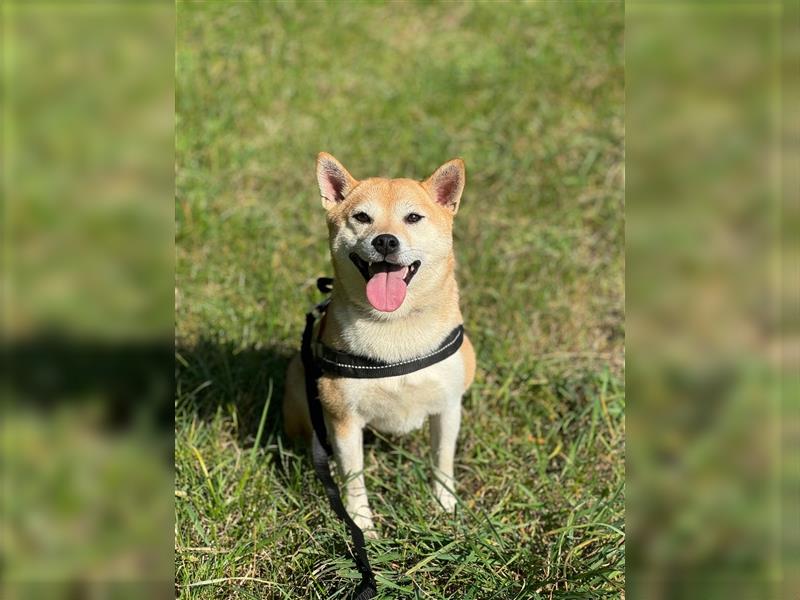 Kokette 3/4 Shiba Inu 1/4 Beagle Hündin Aiko (1,8 Jahre alt)