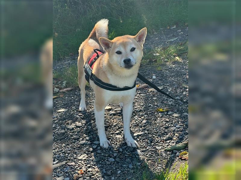 Kokette 3/4 Shiba Inu 1/4 Beagle Hündin Aiko (1,8 Jahre alt)