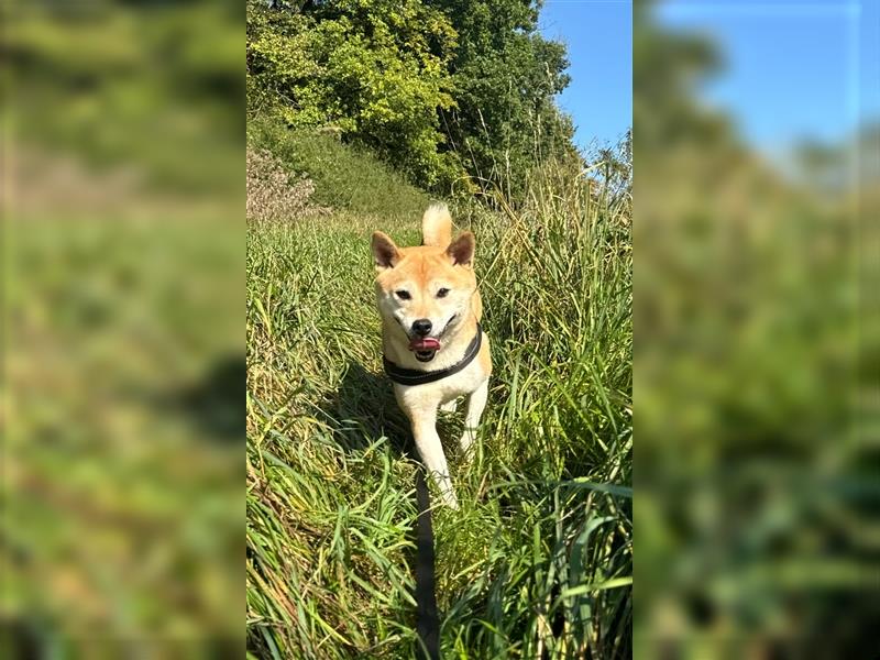 Kokette 3/4 Shiba Inu 1/4 Beagle Hündin Aiko (1,8 Jahre alt)