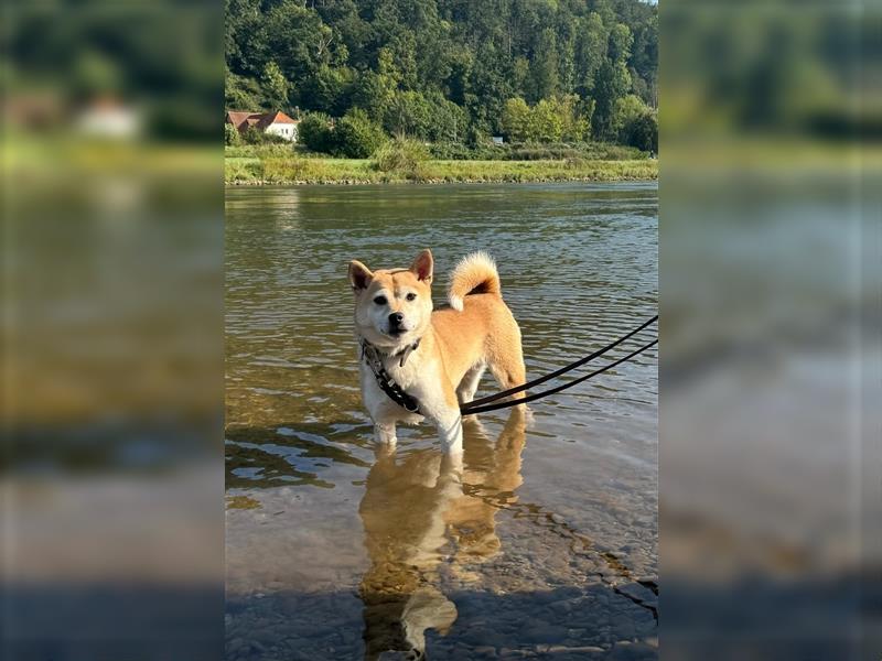 Kokette 3/4 Shiba Inu 1/4 Beagle Hündin Aiko (1,8 Jahre alt)