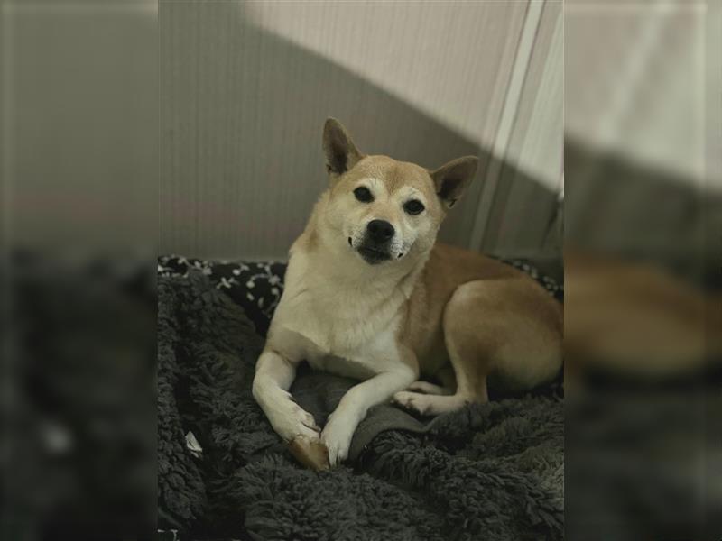 Kokette 3/4 Shiba Inu 1/4 Beagle Hündin Aiko (1,8 Jahre alt)