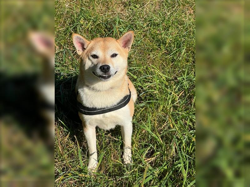 Kokette 3/4 Shiba Inu 1/4 Beagle Hündin Aiko (1,8 Jahre alt)