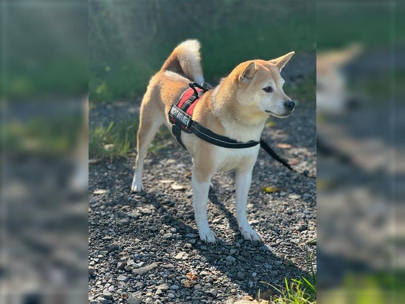 Kokette 3/4 Shiba Inu 1/4 Beagle Hündin Aiko (1,8 Jahre alt)