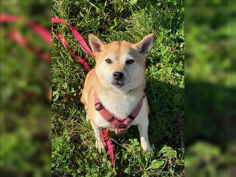 Kokette 3/4 Shiba Inu 1/4 Beagle Hündin Aiko (1,8 Jahre alt)