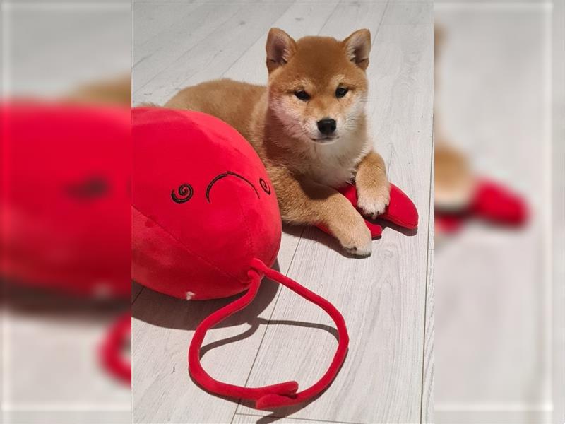 Wunderschöne Shiba Inu Welpen aus erfahrener Zucht, bereit für liebevolle Familien