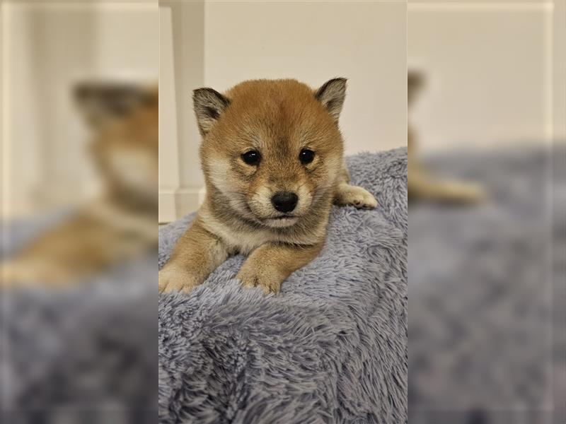 Wunderschöne Shiba Inu Welpen aus erfahrener Zucht, bereit für liebevolle Familien