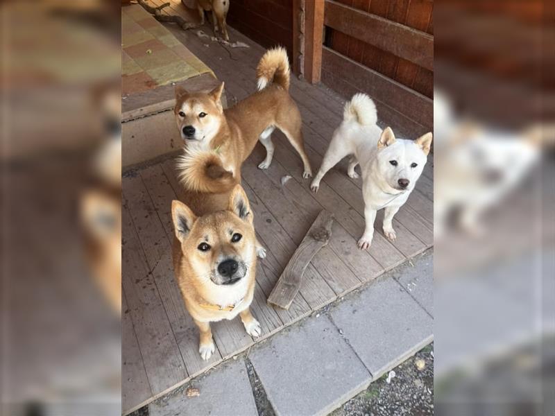 Darf Ryoko seine Reise bei Ihnen beenden?