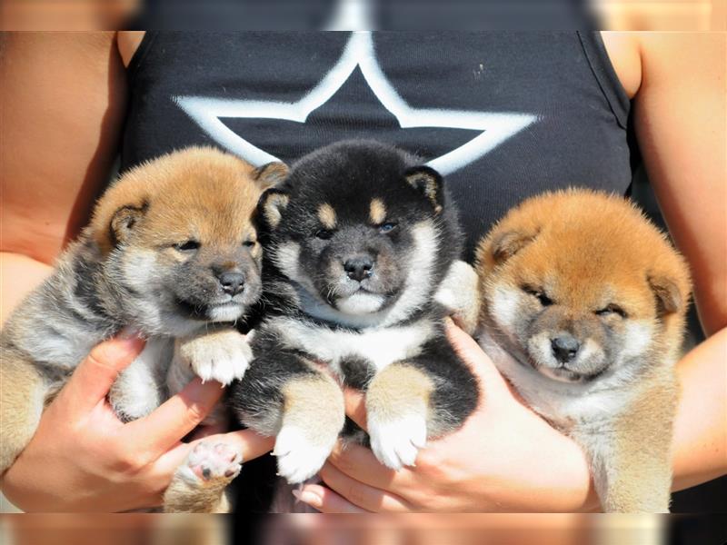 SHIBA INU Welpen mit FCI papieren