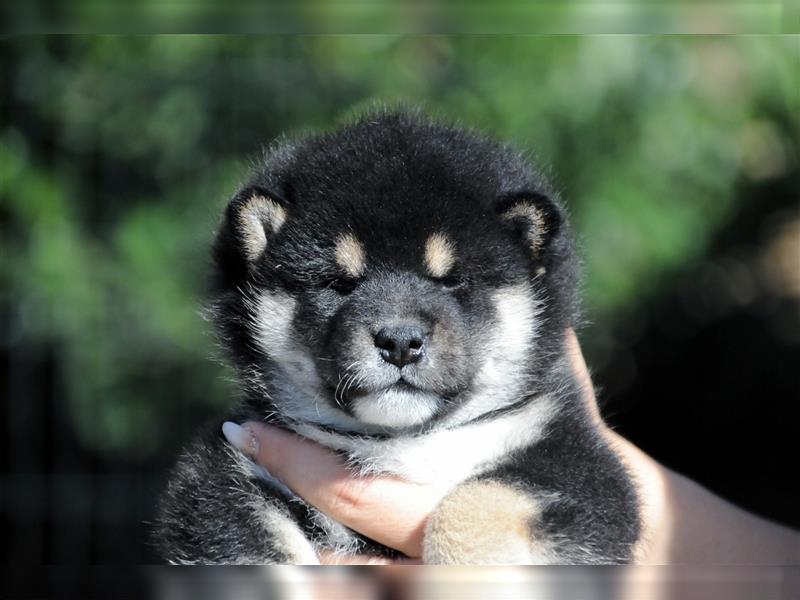 SHIBA INU Welpen mit FCI papieren