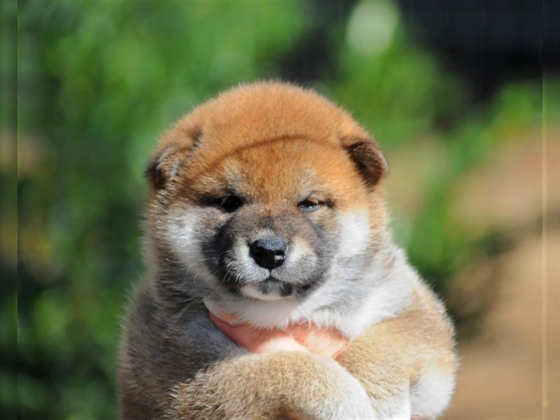 SHIBA INU Welpen mit FCI papieren