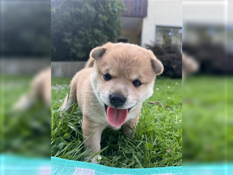 Shiba Inu Rüde Welpe mix