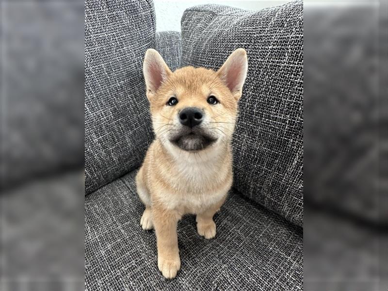 REINRASSIGE SHIBA INU WELPEN