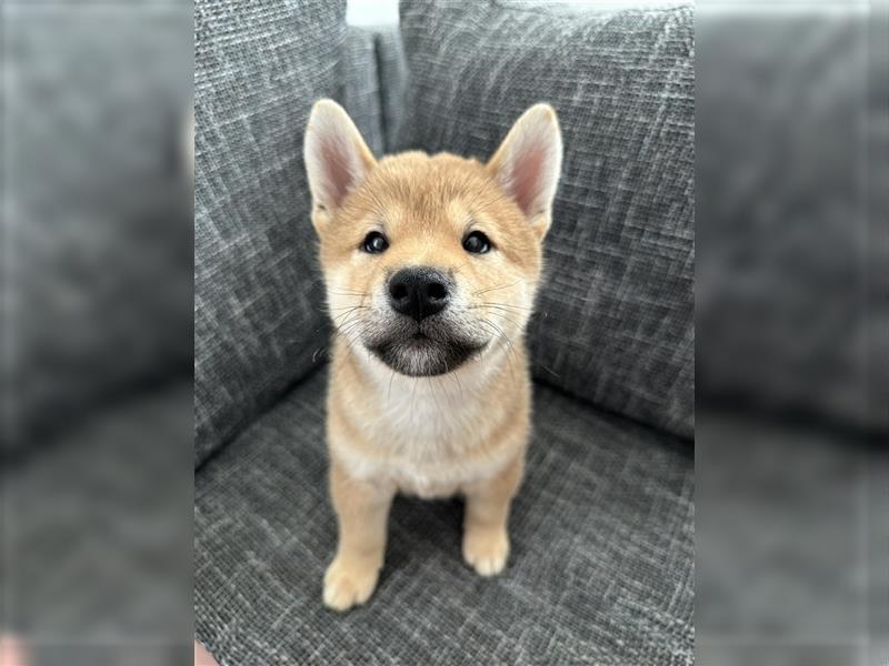 REINRASSIGE SHIBA INU WELPEN