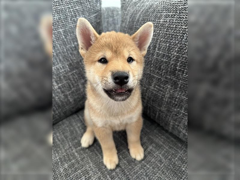 REINRASSIGE SHIBA INU WELPEN