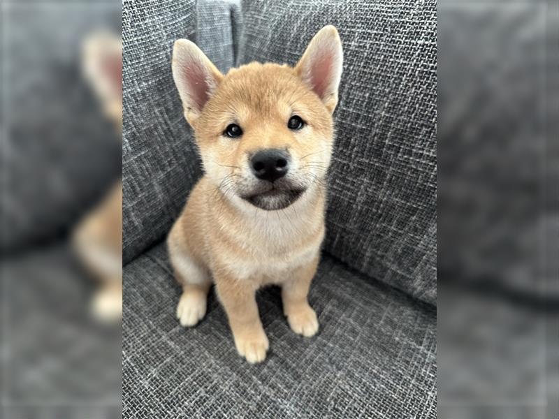 REINRASSIGE SHIBA INU WELPEN