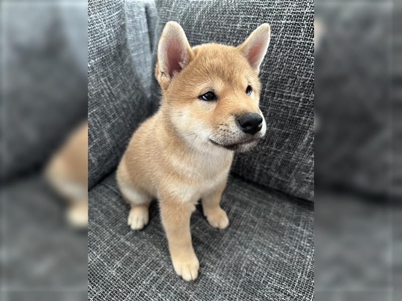 REINRASSIGE SHIBA INU WELPEN