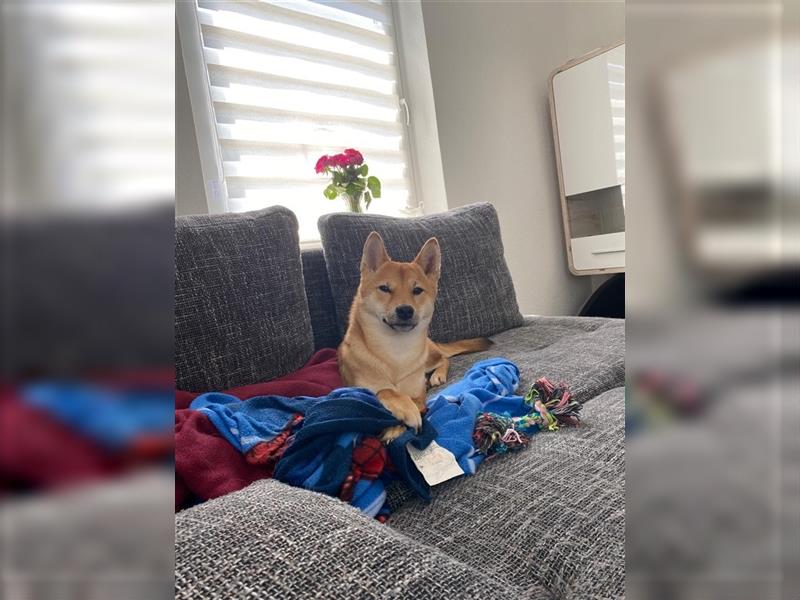 REINRASSIGE SHIBA INU WELPEN