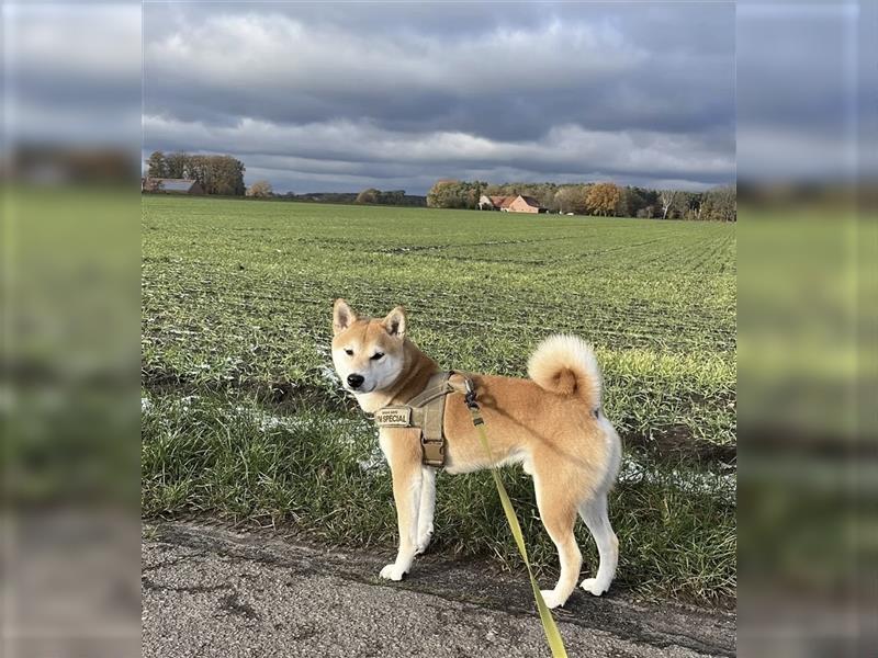 REINRASSIGE SHIBA INU WELPEN