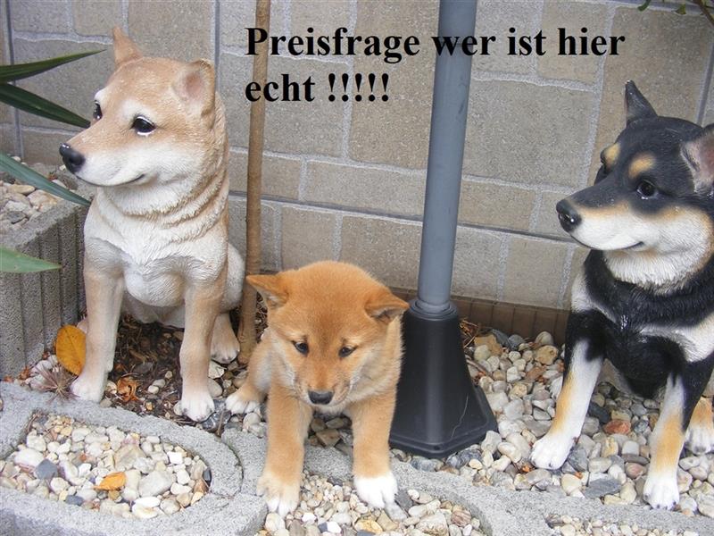 Erstklassige Shiba Inu Zucht in Sachsen