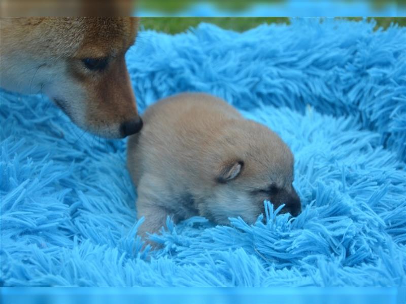 Erstklassige Shiba Inu Zucht in Sachsen