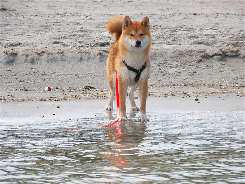 Erstklassige Shiba Inu Zucht in Sachsen