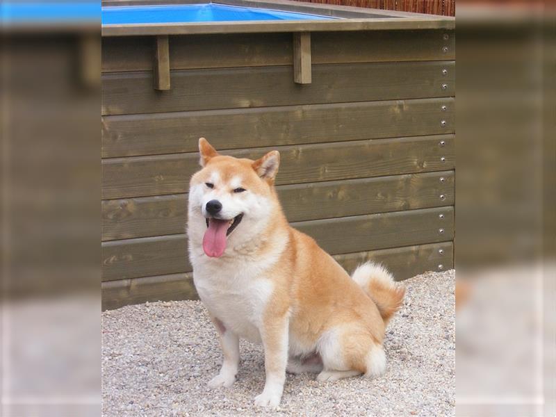 Erstklassige Shiba Inu Zucht in Sachsen