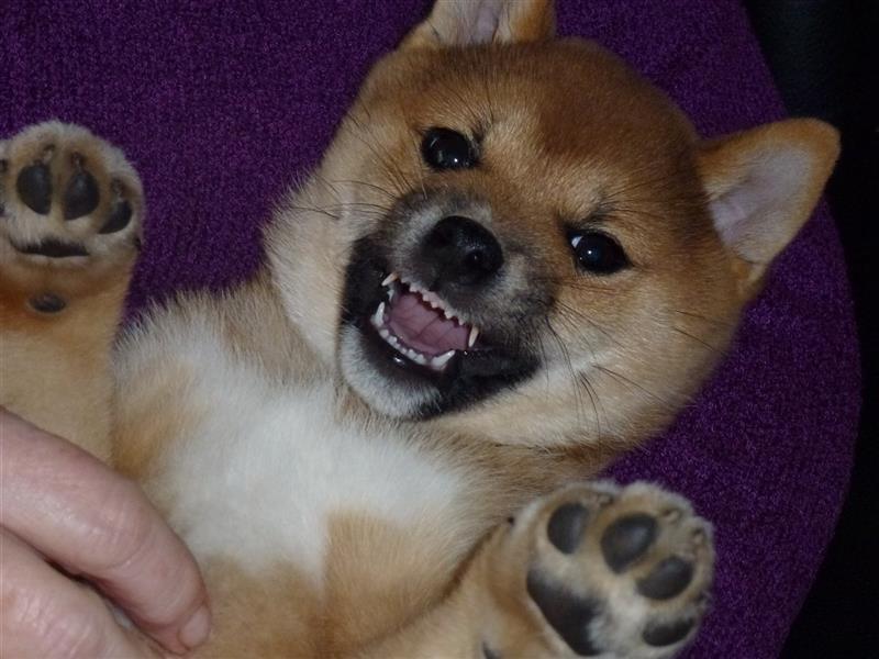 Erstklassige Shiba Inu Zucht in Sachsen