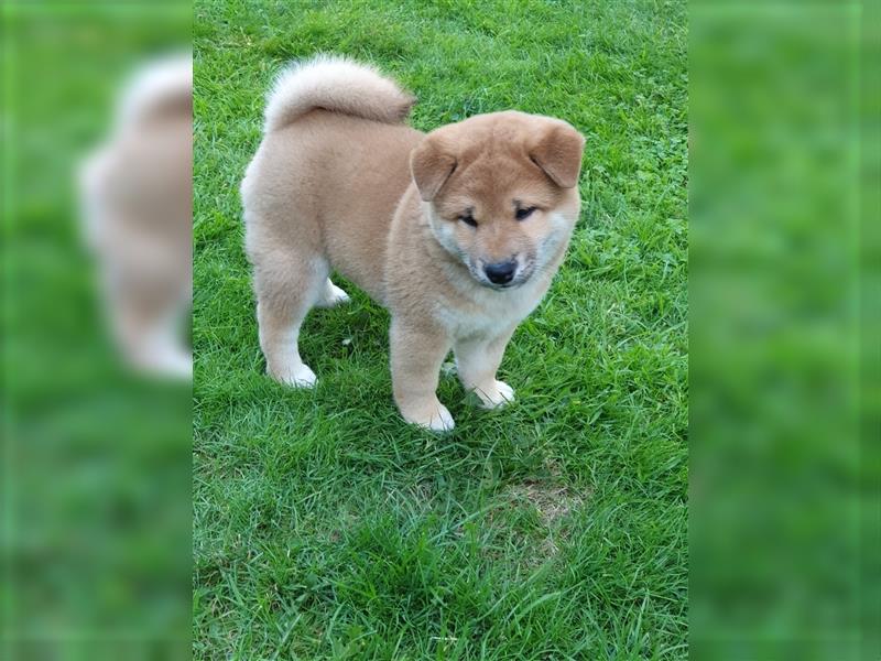 Shiba Inu Welpen 1 x Weibchen  1 x Männchen