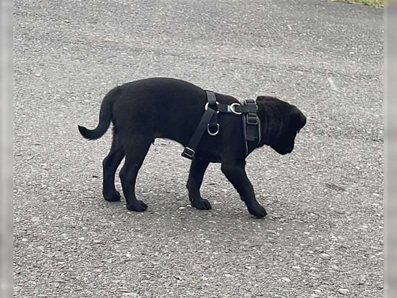 Shiba-Inu x patterdale terrier