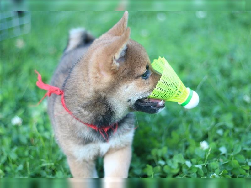 rote Shiba Inu -Rüde KENZO