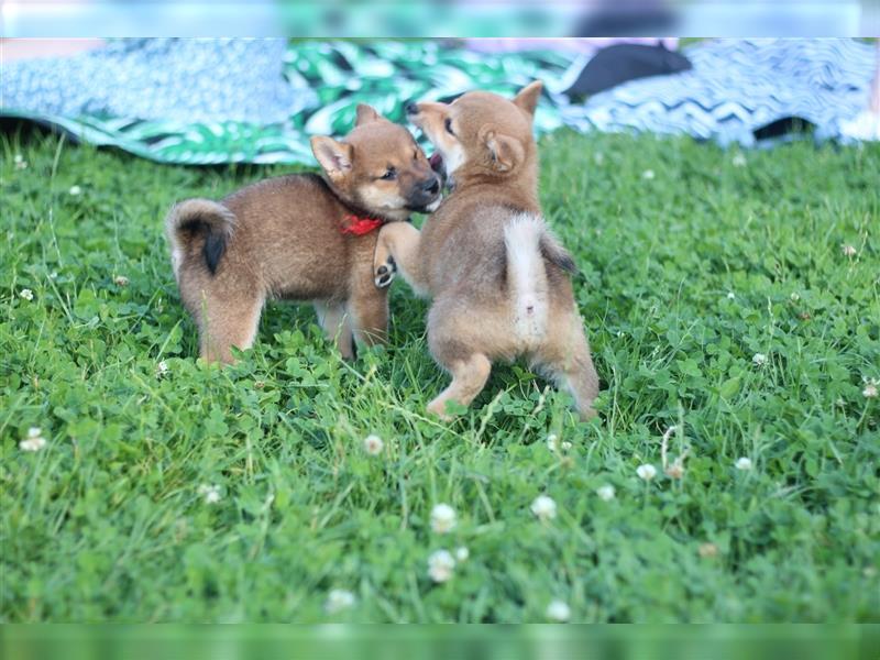 rote Shiba Inu -Rüde KENZO