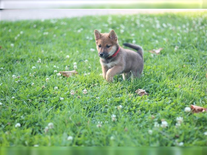 rote Shiba Inu -Rüde KENZO