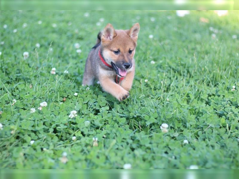 rote Shiba Inu -Rüde KENZO