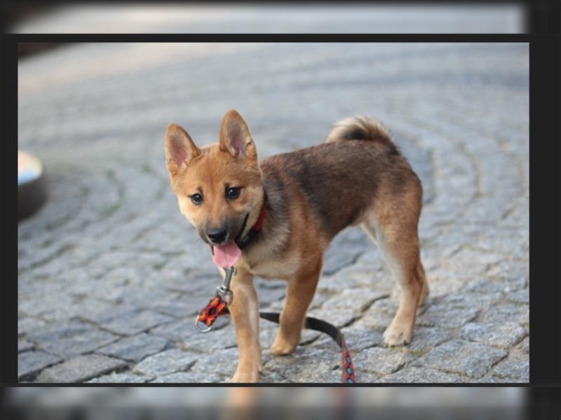 rote Shiba Inu -Rüde KENZO