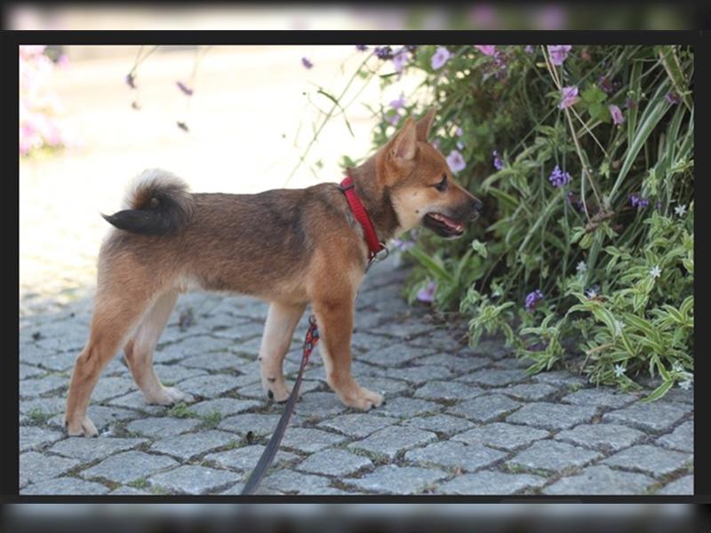 rote Shiba Inu -Rüde KENZO