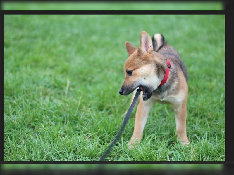 rote Shiba Inu -Rüde KENZO