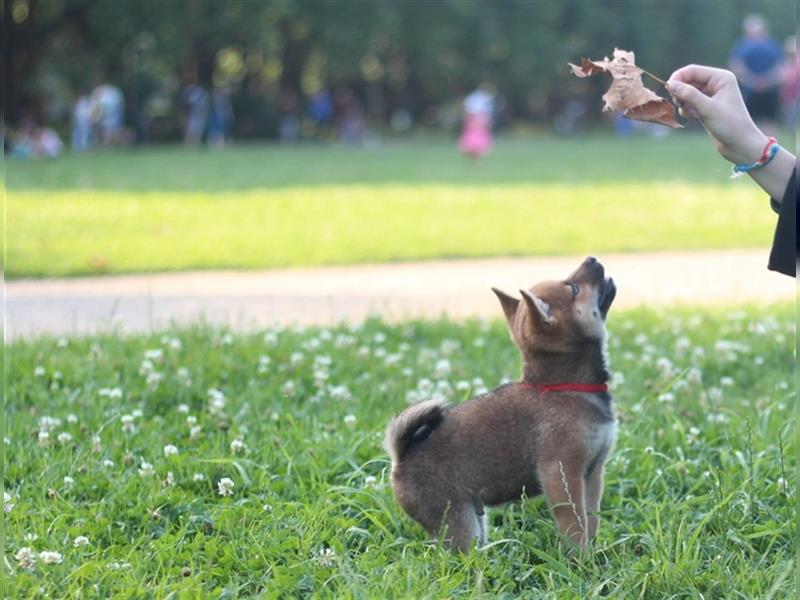 rote Shiba Inu -Rüde KENZO