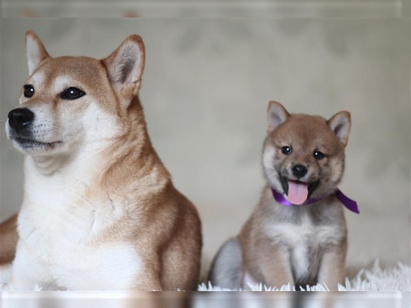 Shiba Inu Welpe