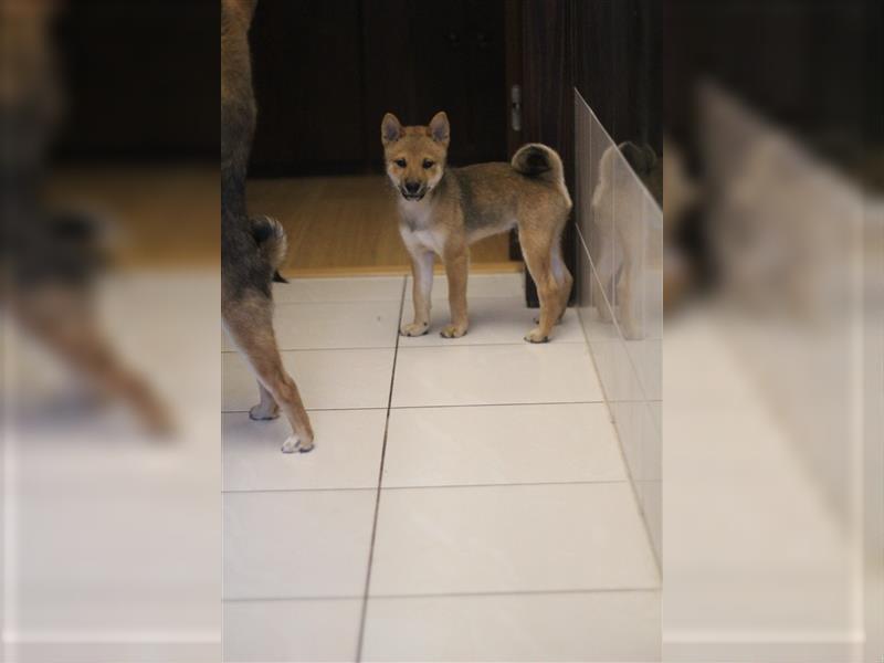 Shiba Inu Welpe