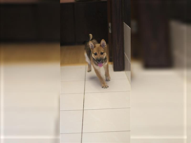 Shiba Inu Welpe