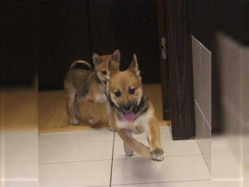 Shiba Inu Welpe