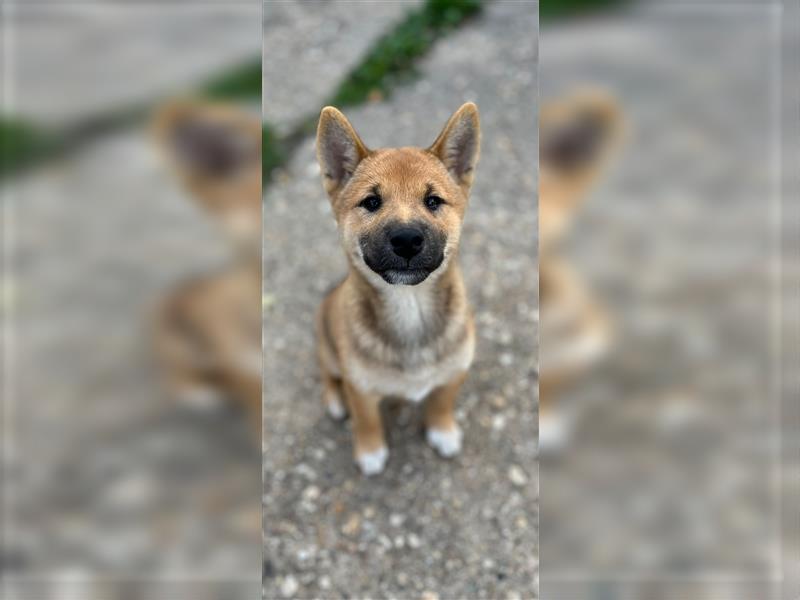 Süße shiba inu Welpen