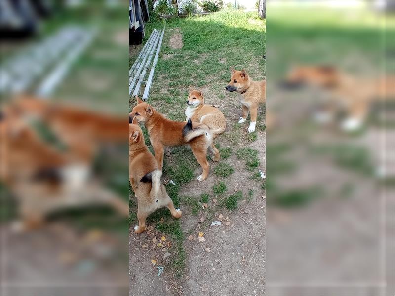 Süße shiba inu Welpen