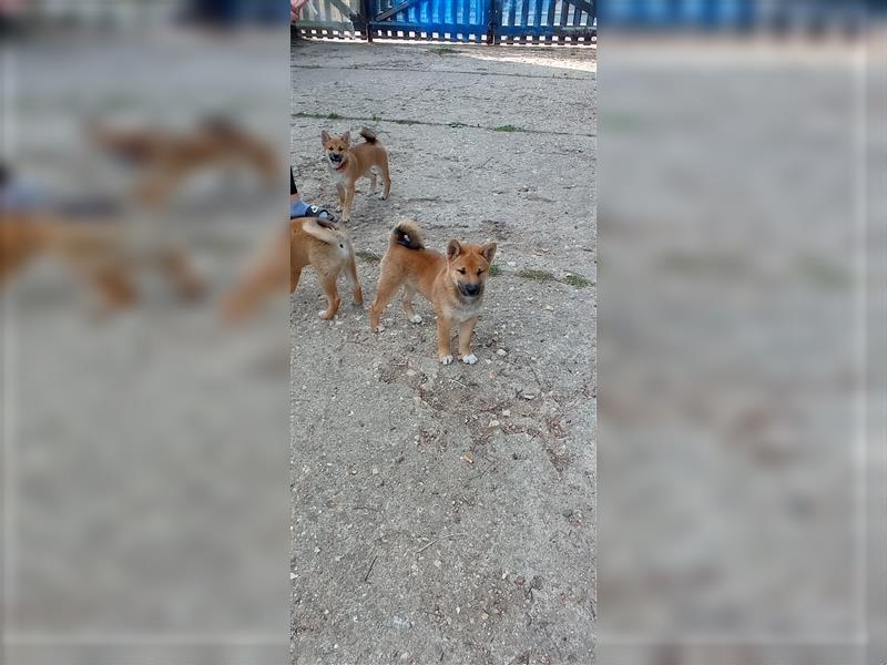 Süße shiba inu Welpen