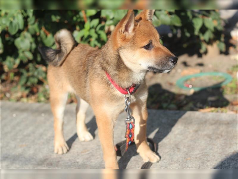 rote Shiba Inu -Rüde KENZO