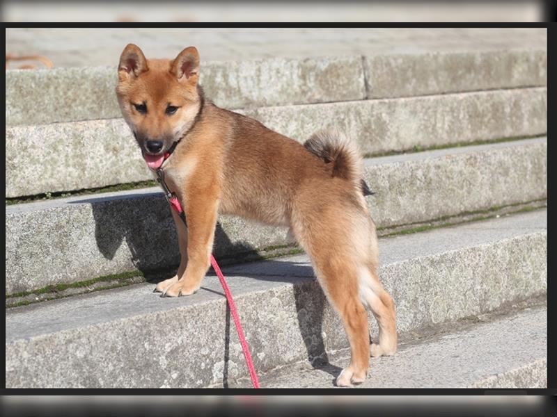 rote Shiba Inu -Rüde KENZO