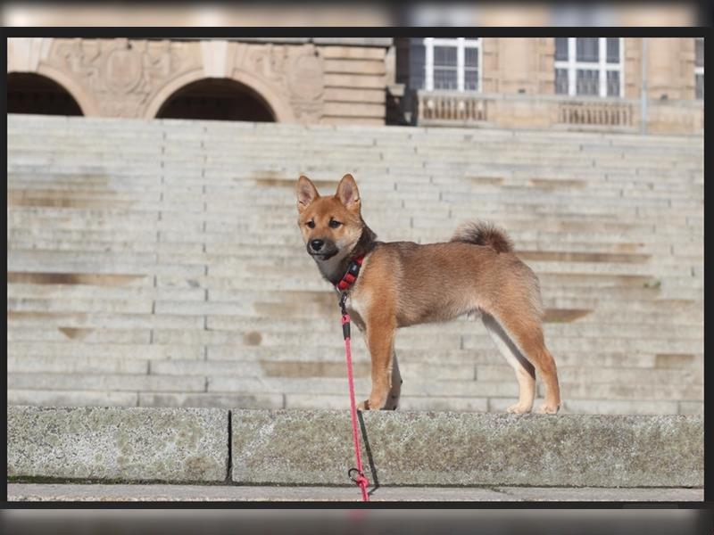 rote Shiba Inu -Rüde KENZO