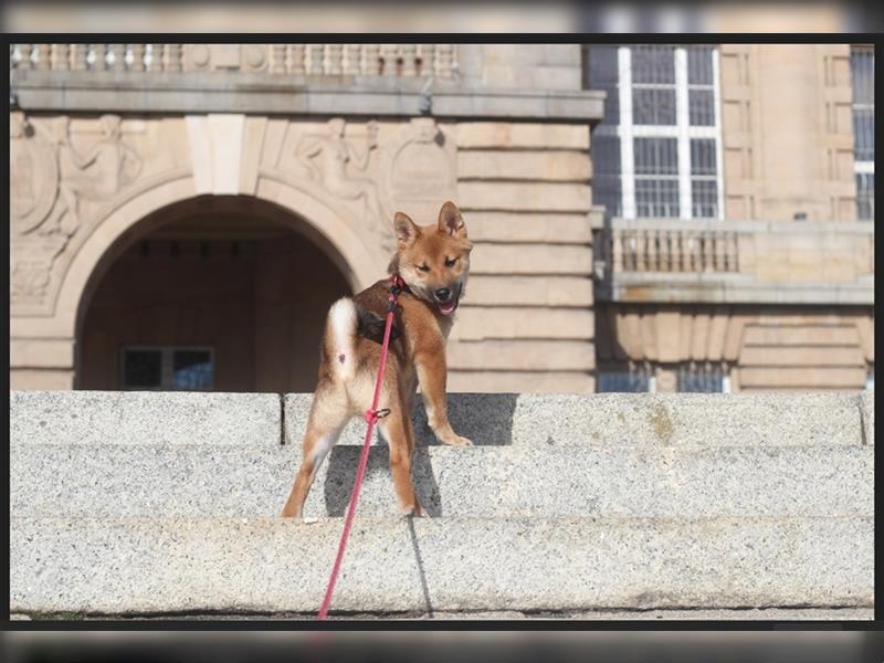 rote Shiba Inu -Rüde KENZO